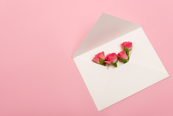 πάνω όψη των τριαντάφυλλων τσαγιού σε λευκό φάκελο που απομονώνονται σε ροζ - Φωτογραφία, εικόνα