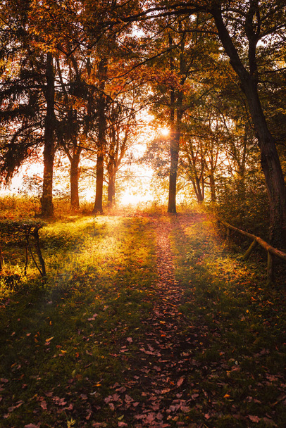 Monza Park maisema syksyllä valoa hehkua auringonlaskun - Valokuva, kuva