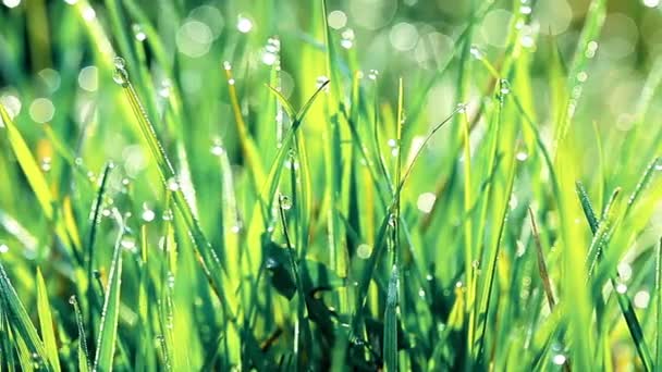 Yeşil çimenlerin üzerindeki çiy damlaları - Video, Çekim
