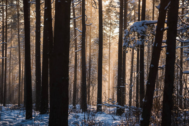 Selective focus photo. Morning sunshine behind trees in forest. Winter landscape. - Foto, imagen