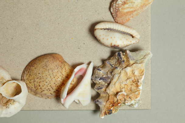 Frame made of seashells - Fotoğraf, Görsel
