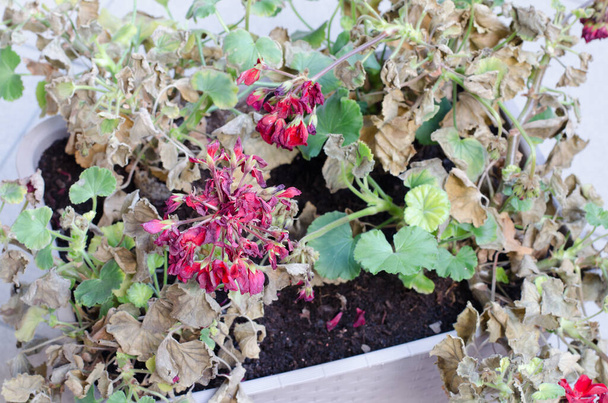 Meio-Morto e murcho planta Pelargonuim, em um pote de plástico, na varanda - Foto, Imagem