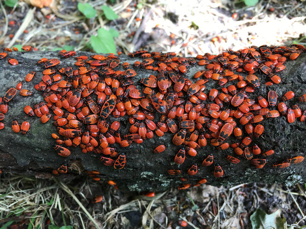  colonia di cimici (Pyrrrocoris apterus) sul tronco. - Foto, immagini