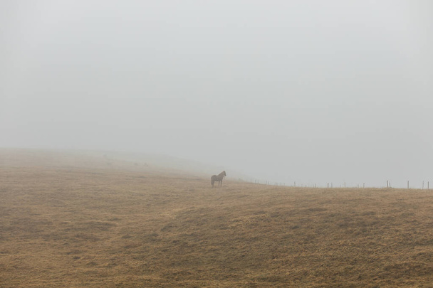 Chevaux sur une prairie brumeuse - Photo, image