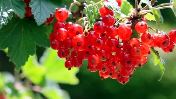 Red Currant berries on a bush closeup isolated. - Footage, Video