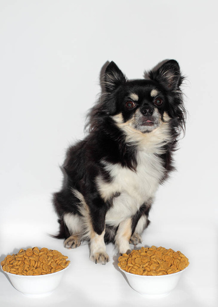 surprised dog sits in front of bowls of food - Photo, Image
