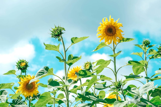 Квітучі соняшники на фоні блакитного неба з хмарами. Копіювати, порожній простір для тексту
. - Фото, зображення