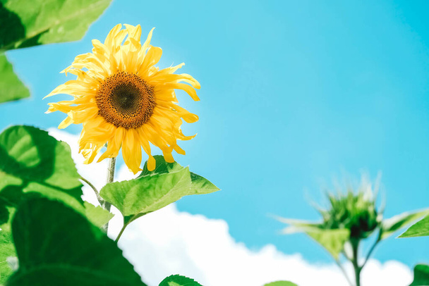 Квітучі соняшники на фоні блакитного неба з хмарами. Копіювати, порожній простір для тексту
. - Фото, зображення