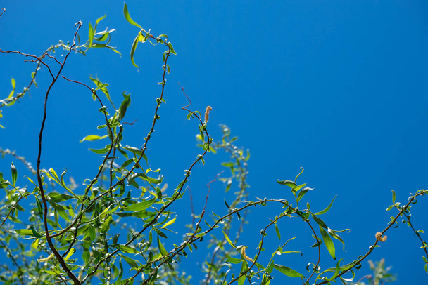 Гілки верби проти блакитного неба. Зелені скручені живі гілки
 - Фото, зображення