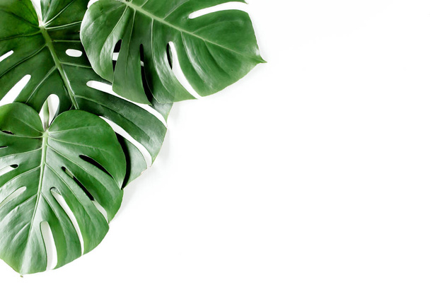 Tropical palm leaves Monstera on white background. Flat lay, top view. - Foto, afbeelding