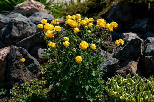 Globalny kwiat żółte kwiaty w krajobrazie. Trollius europaeus - Zdjęcie, obraz