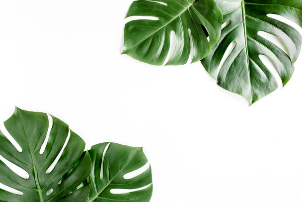 Tropical palm leaves Monstera on white background. Flat lay, top view. - Zdjęcie, obraz