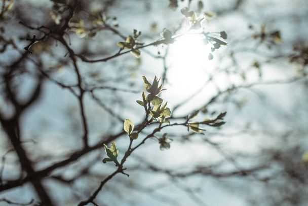 Photo sakura. Blooming apple tree. Small white flowers of an apple tree. Spring flowering tree. Branches of a tree illuminated by the sun. - Fotoğraf, Görsel