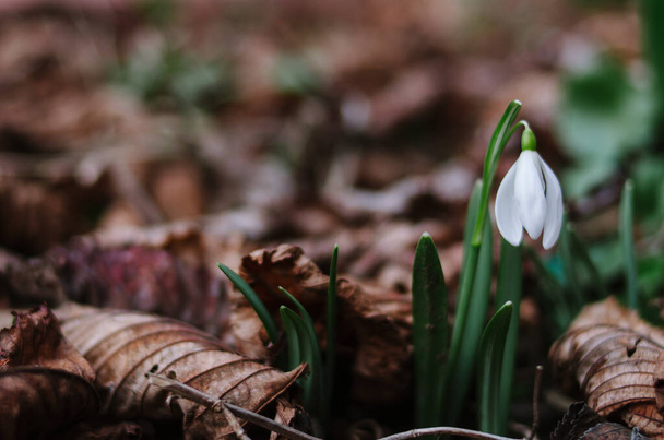 La primera nevada salvaje ya ha florecido en el bosque. Hermosa flor blanca como símbolo de la primavera de cerca. Brotes jóvenes en el bosque - Foto, Imagen