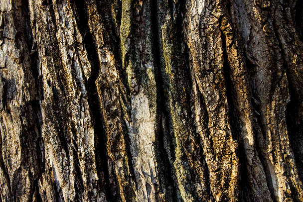texture of ancient dark brown old big tree macro close-up shot for background and wallpaper, wood beautiful texture - Foto, afbeelding