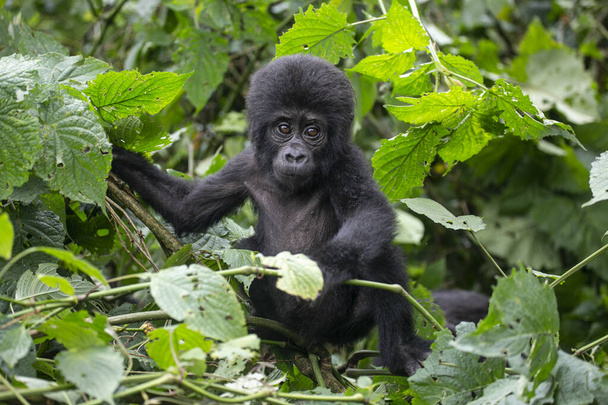 Baby Gorilla in Nationaal Park Bwindi van Oeganda... - Foto, afbeelding