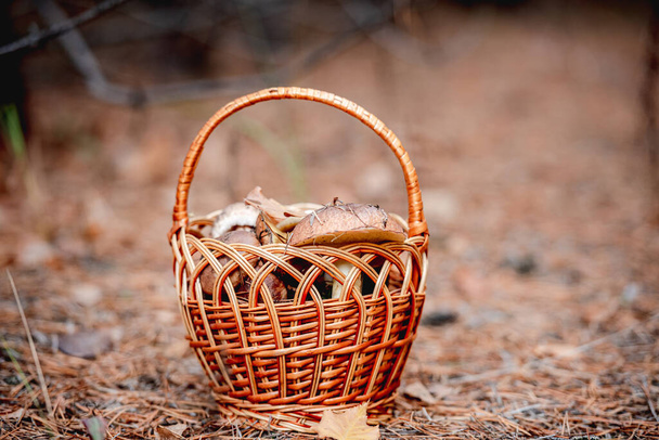 Wicker basket full of edible mushrooms - Foto, imagen