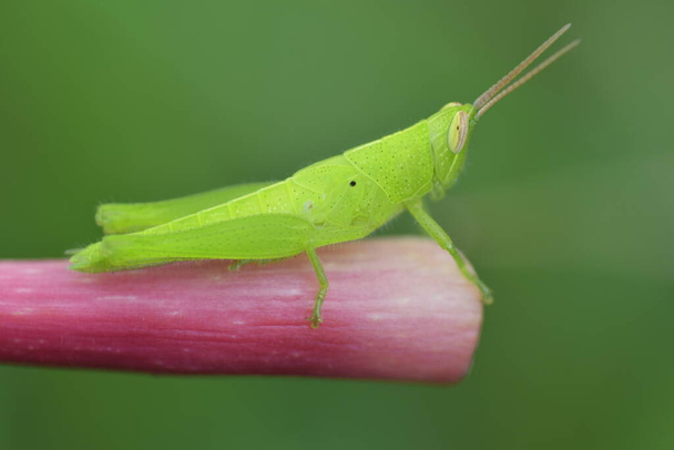 green grasshopper on a twig - Photo, Image