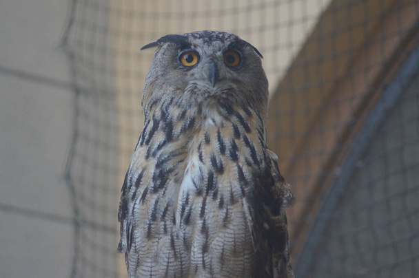A portrait of an owl - Fotó, kép