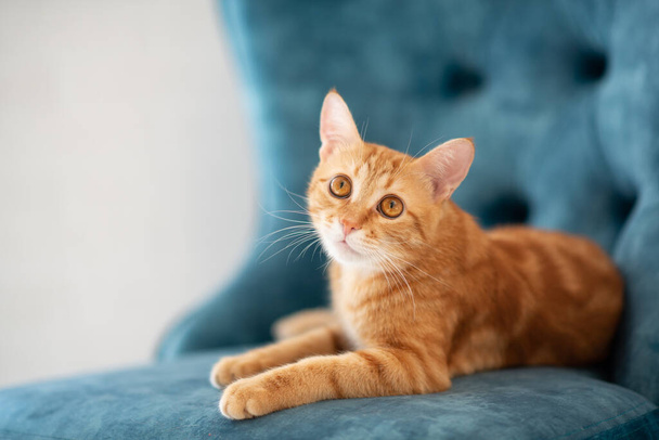 Beautiful young red tabby cat lying on blue chair at home - Fotó, kép