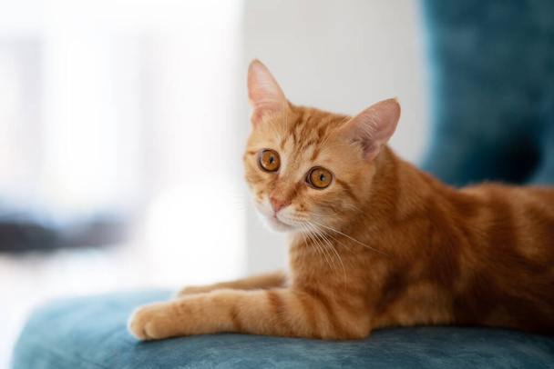 Beautiful young red tabby cat lying on blue chair at home - Valokuva, kuva