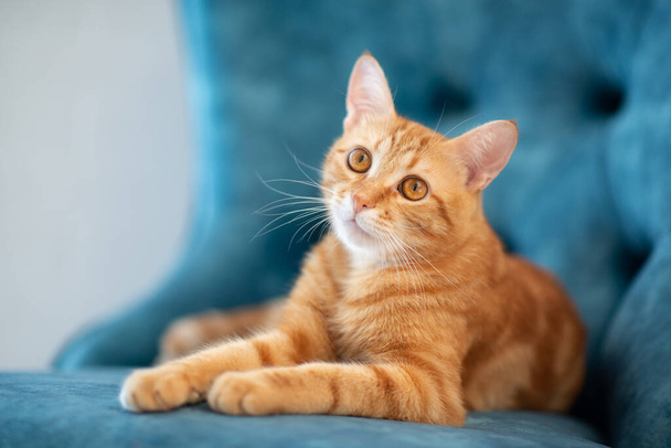 Beautiful young red tabby cat lying on blue chair at home - Photo, image