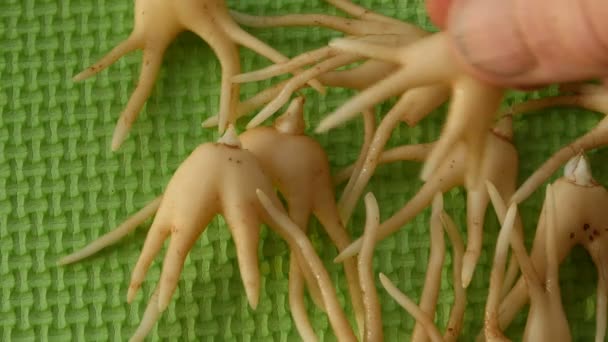 Heilwurzeln-Knollen von Orchideen, der Mensch legt sich auf den Tisch, Nahaufnahme - Filmmaterial, Video