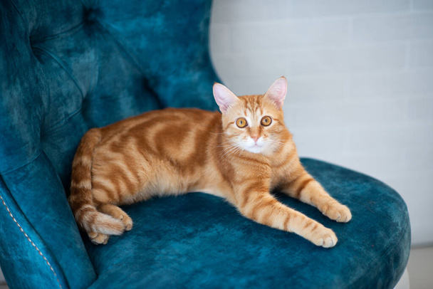 Beautiful young red tabby cat lying on blue chair at home - Photo, image