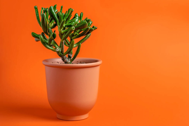 Succulent dans un pot en céramique sur fond orange, minimalisme - Photo, image