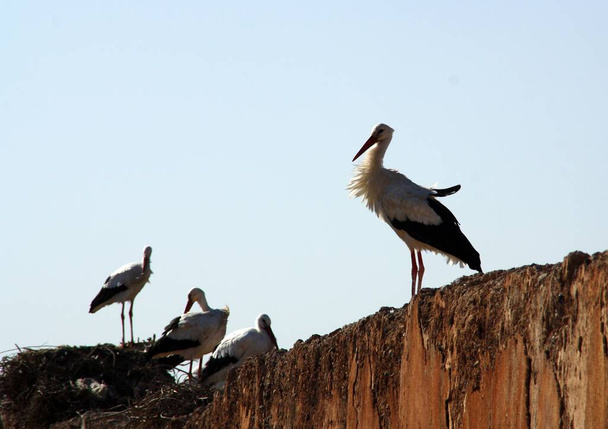 White storks nesting on a wall in Marrakech. - Photo, Image