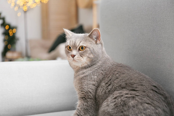 Niedliche graue Katze zu Hause an Heiligabend - Foto, Bild