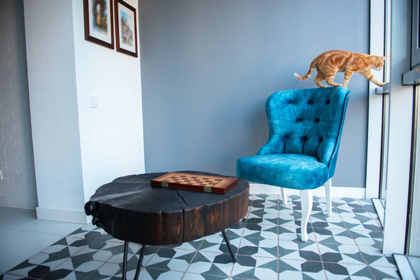 Funny young orange tabby cat at home with cozy modern design interior with elegant blue chair in retro style and black wooden coffee table over gray wall.  - Fotoğraf, Görsel