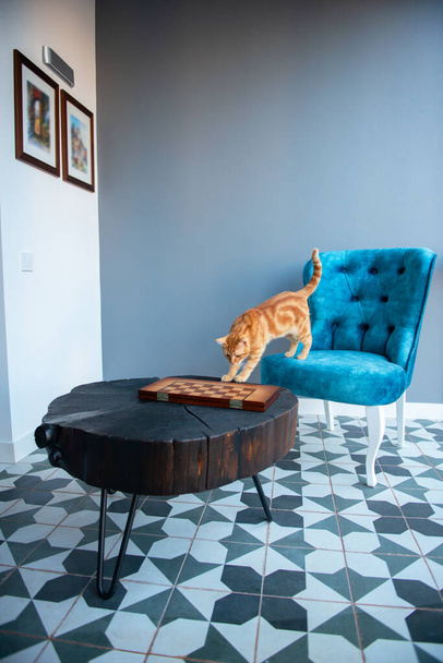 Funny young orange tabby cat at home with cozy modern design interior with elegant blue chair in retro style and black wooden coffee table over gray wall.  - 写真・画像