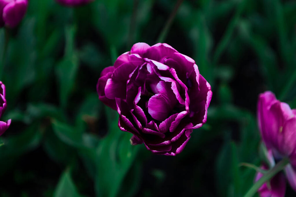 Cama de flores multicolor de flores de primavera de tulipas. Fundo bela primavera - Foto, Imagem