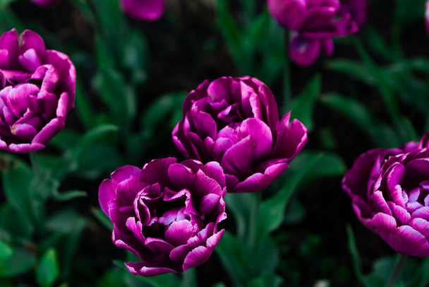 Multicolor flowerbed of tulips spring flowers. Beautiful spring background - Foto, afbeelding