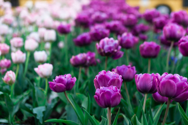 チューリップの春の花の多色の花壇。美しい春の背景 - 写真・画像