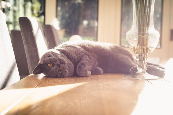 Gato perezoso descansando a la luz del sol en una mesa dentro de la habitación en el hogar - Foto, imagen
