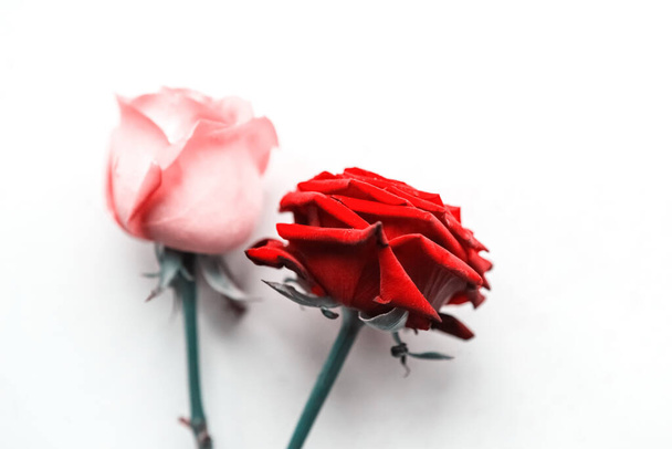 Bouquet of roses isolated on white background, closeup - Foto, Imagem