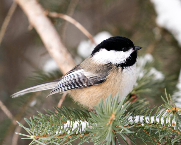 Chickadee close-up profile view on a fir tree branch with snow and blur background in its environment and habitat, displaying grey feather plumage wings and tail, black cap head. Image. Picture. Portrait. - Photo, image