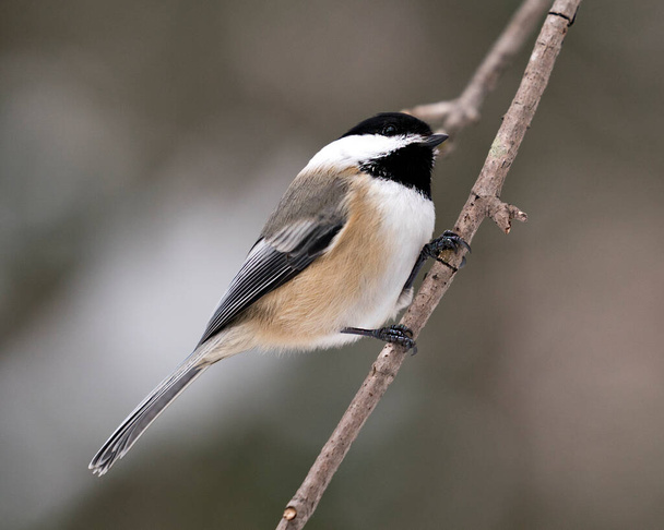 Chickadee close-up profile view on a tree branch with a blur background looking towards the sky in its environment and habitat, displaying grey feather plumage wings and tail, black cap head. Image. Picture. Portrait. Chickadee Stock Photos. - Фото, изображение