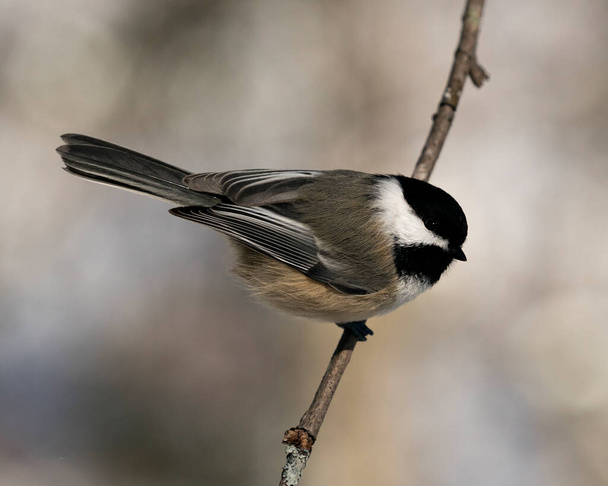 Chickadee close-up profile view on a tree branch with a blur background in its environment and habitat, displaying grey feather plumage wings and tail, black cap head. Image. Picture. Portrait. Chickadee Stock Photos.  - Фото, изображение