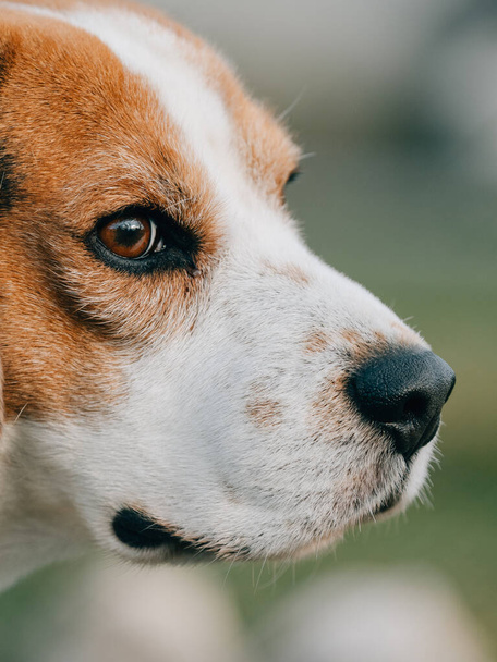 Beagle hondenportret. Leuke hond buiten. - Foto, afbeelding