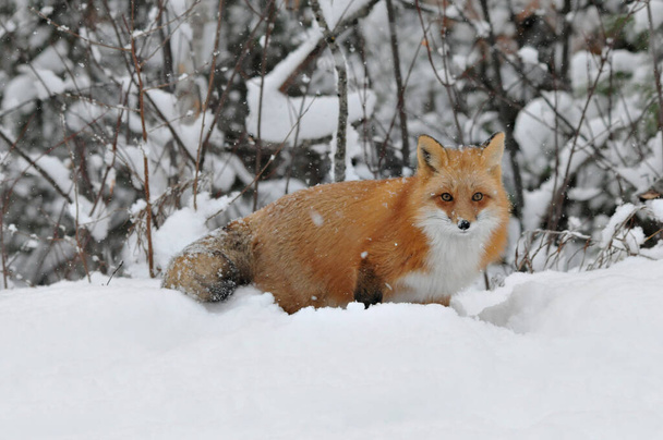 Red fox close-up profile view in the winter season with falling snow on fox and enjoying its environment and habitat. Fox Image. Picture. Portrait. Fox Stock Photo. - Photo, Image