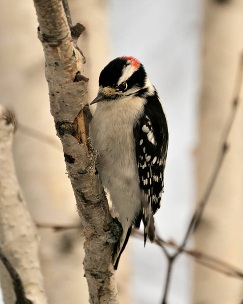 Woodpecker close up profile view on a yellow birch tree trunk with a blur background in its environment and habitat displaying white and black feather plumage wings. Image. Picture. Portrait. Woodpecker Stock Photo. - Photo, Image