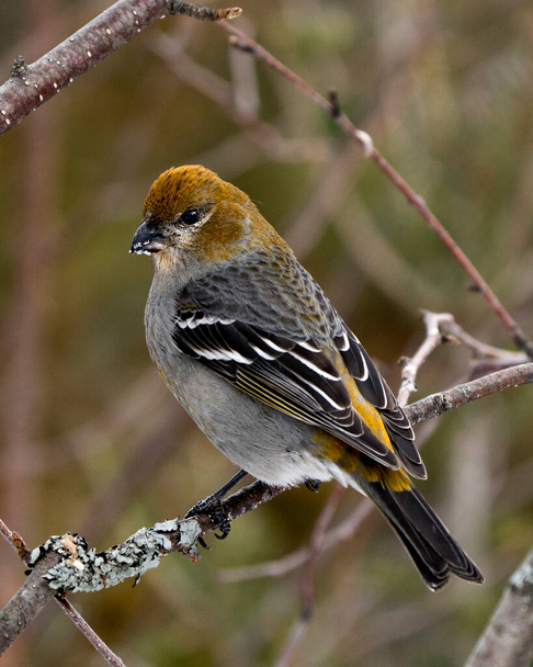 Pine Grosbeak close-up profile view, perched  with a blur background in its environment and habitat. Image. Picture. Portrait. Pine Grosbeak Stock Photo. - Fotografie, Obrázek