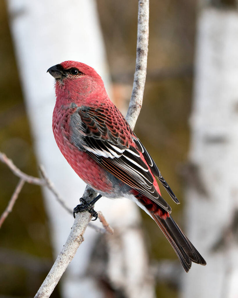Pine Grosbeak close-up rear view, perched  with a blur background in its environment and habitat. Image. Picture. Portrait. Pine Grosbeak Stock Photo. - Photo, Image
