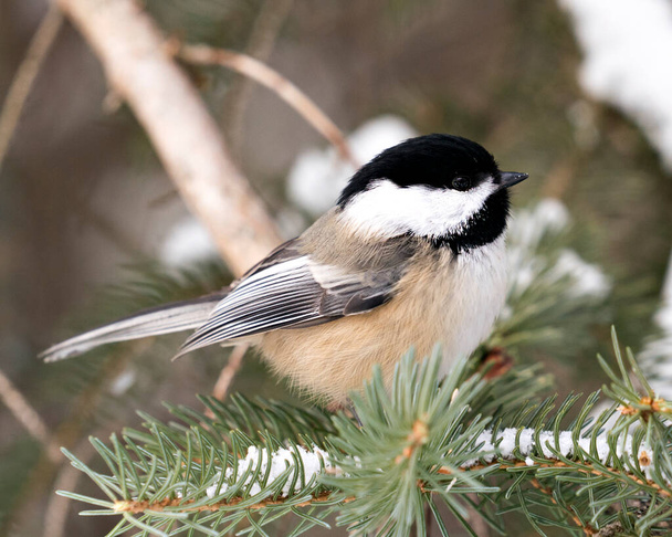 Chickadee close-up profile view on a fir tree branch with snow and blur background in its environment and habitat, displaying grey feather plumage wings and tail, black cap head. Image. Picture. Portrait. - Foto, Bild