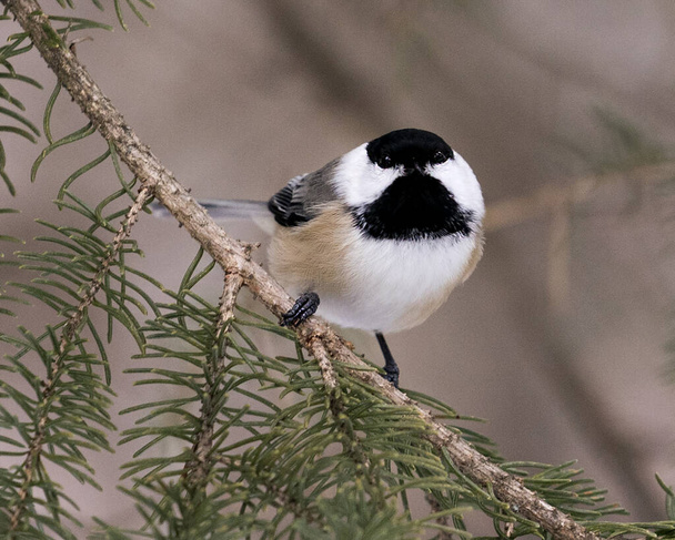 Chickadee close-up profile view looking at camera on a fir tree branch with a blur background in its environment and habitat, displaying grey feather plumage wings and tail, black cap head. Image. Picture. Portrait. Chickadee Stock Photos. - Φωτογραφία, εικόνα