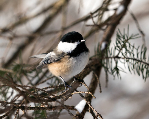 Chickadee close-up profile view on a fir tree branch with snow and blur background in its environment and habitat, displaying grey feather plumage wings and tail, black cap head. Image. Picture. Portrait. Chickadee Stock Photos. - Photo, image