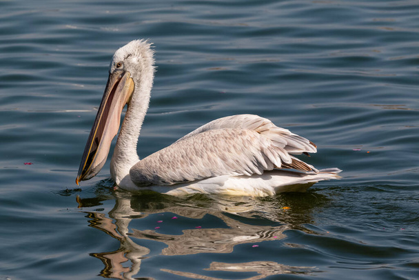 Dalmatische pelikaan (Pelecanus crispus) vissen in blauw water meer. - Foto, afbeelding